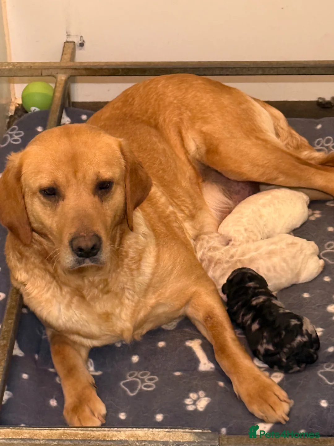 Labradoodle dogs for sale: F1 Miniature Labradoodle.  - Advert 1