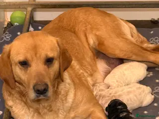 Labradoodle dogs F1 Miniature Labradoodle. - Advert 18