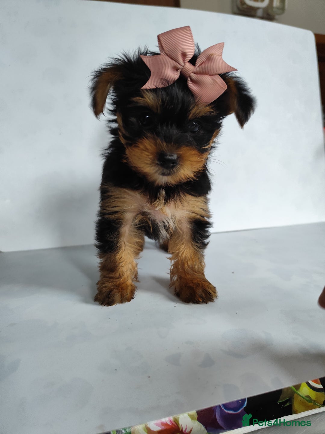 Yorkshire Terrier dogs for sale: Beautiful Mini Yorkshire Terrier puppies - Image 17