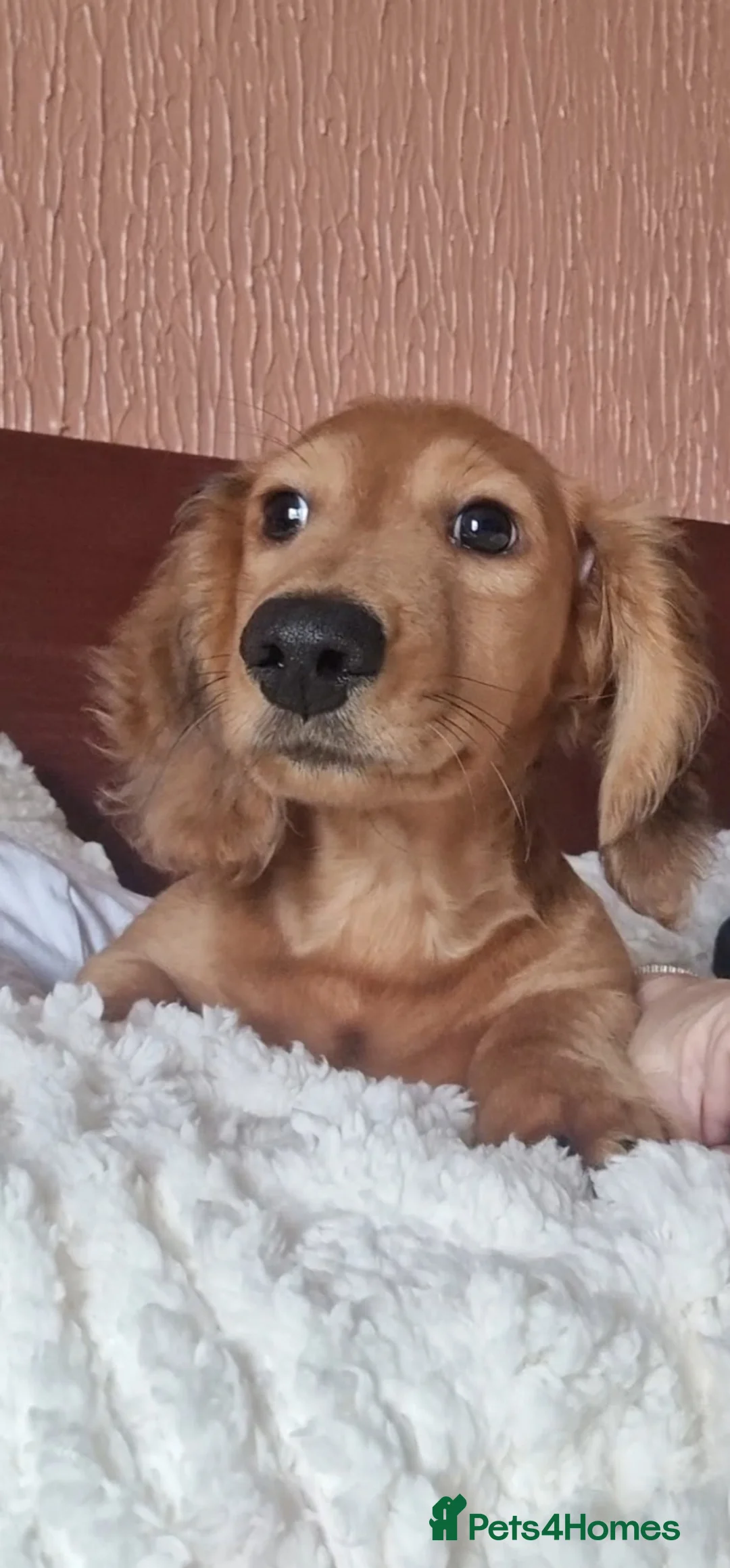 Miniature Dachshund dogs for stud: Beautiful Long Haired Full Cream Dachshund *Stud* - Advert 10
