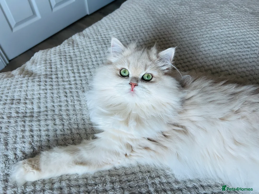 British Longhair cats for sale: Stunning Rare Golden Lilac Kitten  - Advert 2