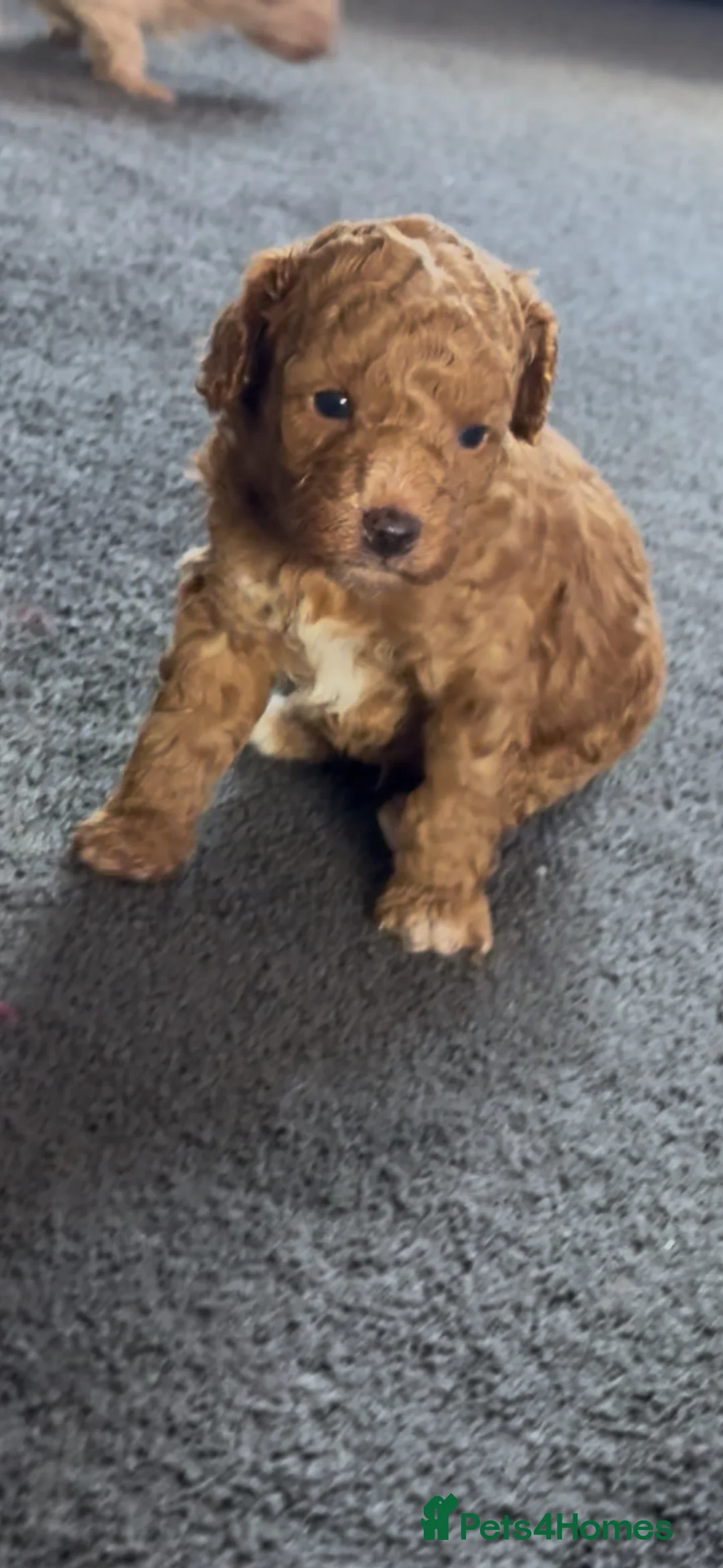 Miniature Poodle dogs for sale: Miniature poodle puppies  - Advert 2