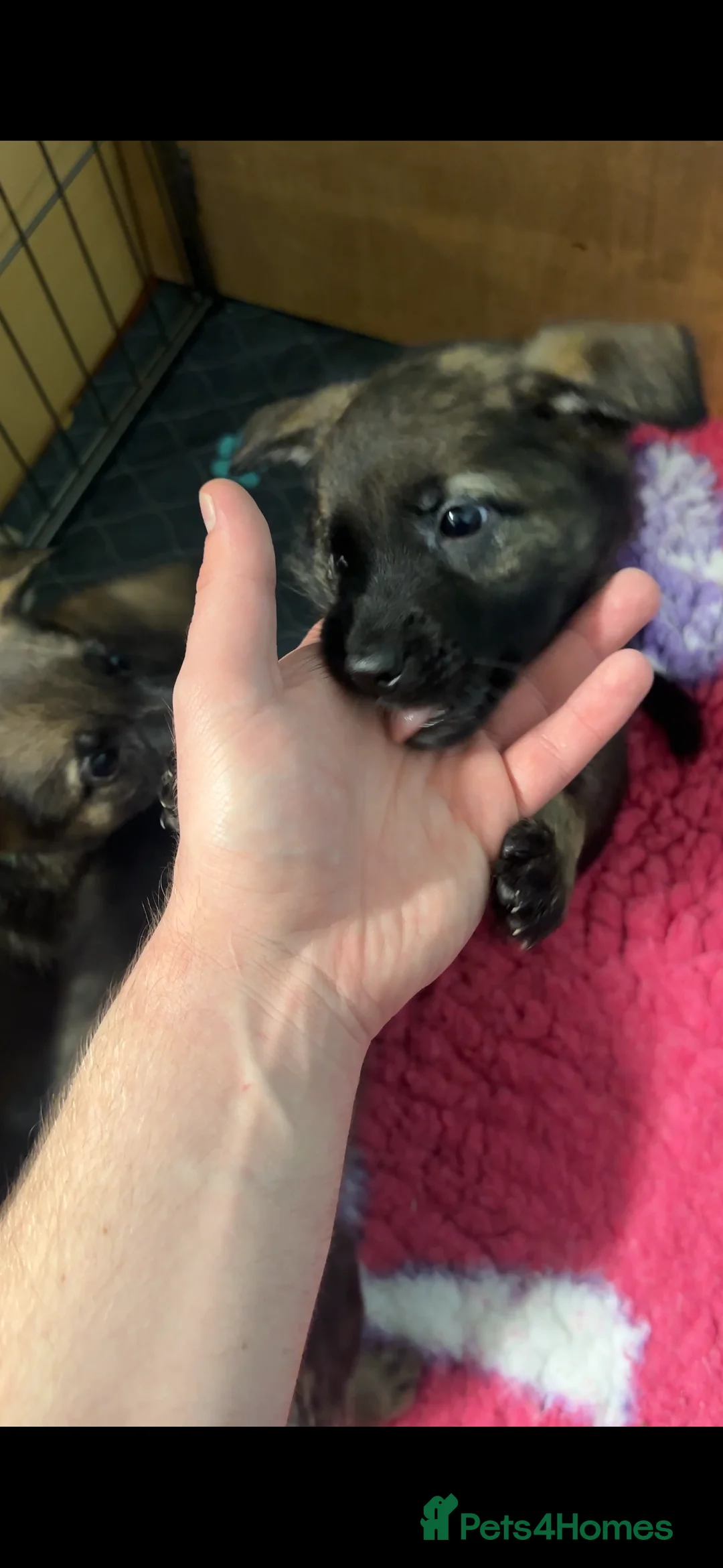 Mixed Breed dogs for sale: GSP x5 Available 27th Feb.  - Advert 7