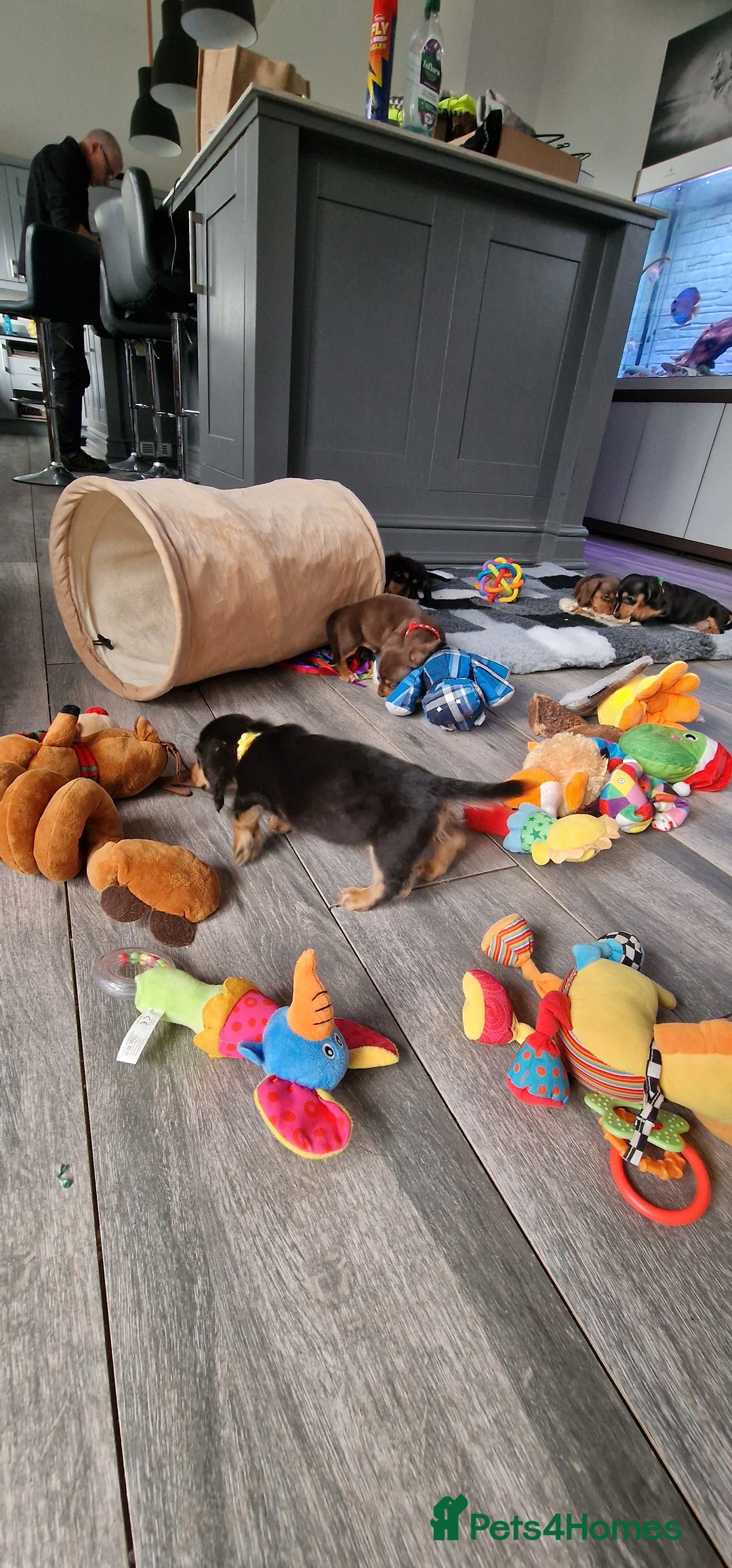 Miniature Dachshund dogs for sale: Miniature Dachshund puppies Longhaired & Smooth  - Image 14