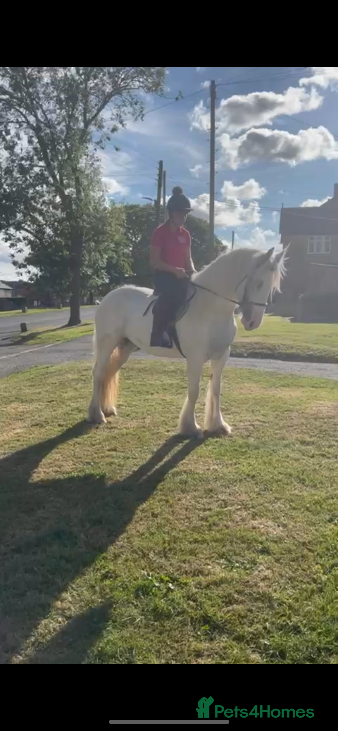 Irish Cob horses Best in blue 💙 - Advert 20