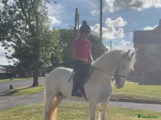 Irish Cob horses - Advert 26