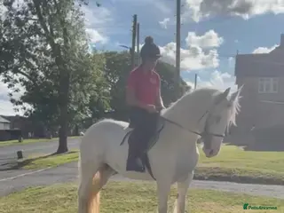 Irish Cob horses Best in blue 💙 - Advert 15