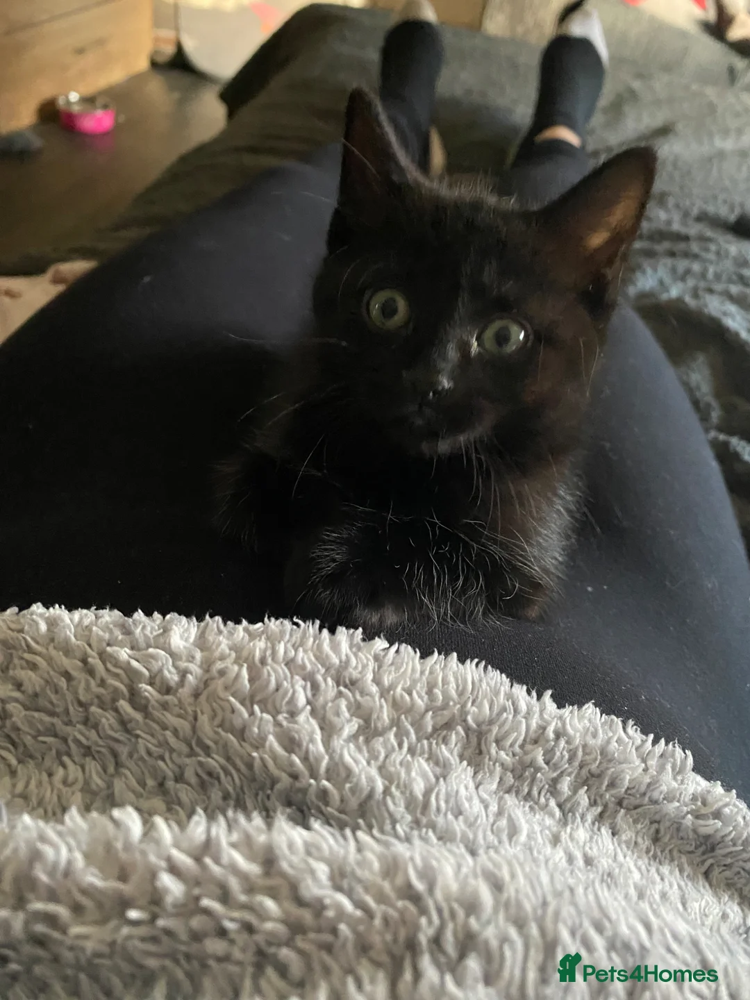 Domestic Shorthair cats for sale: Female kitten  - Advert 4