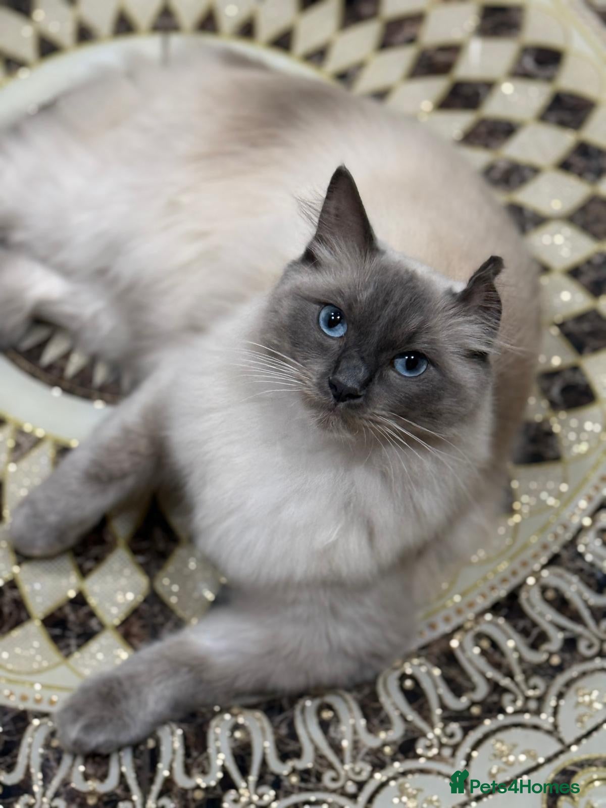 Ragdoll cats RAGDOLL MALE BLUE EYED HEART BREAKER - Advert 6