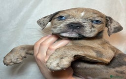 Olde English Bulldogge dogs for sale: 8 week old Olde English Bulldogges  - Advert 23