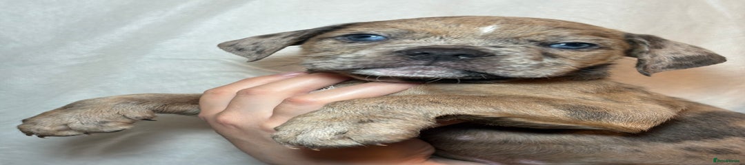 Olde English Bulldogge Puppy 7