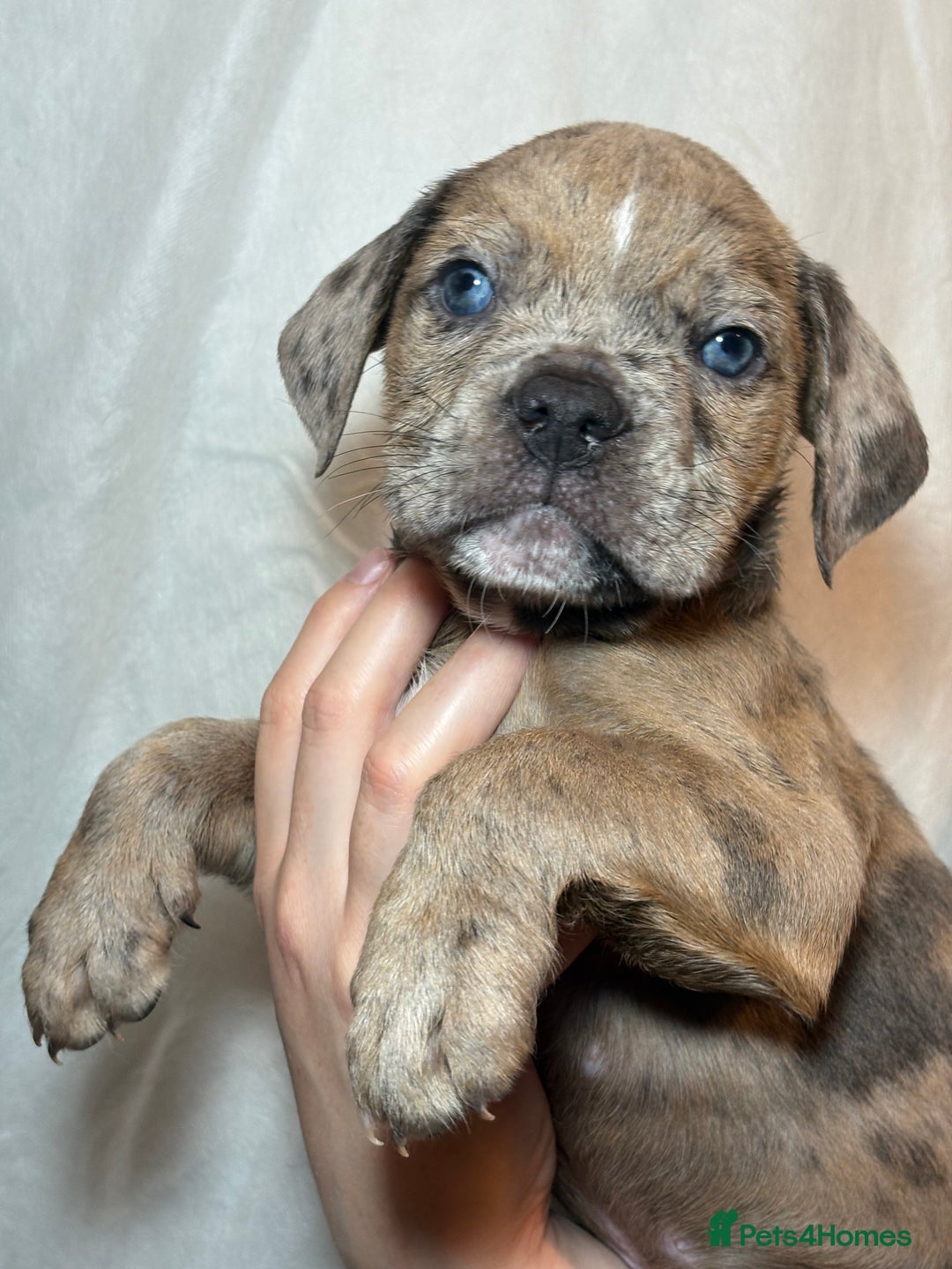 Olde English Bulldogge dogs for sale: 8 week old Olde English Bulldogges  - Advert 23