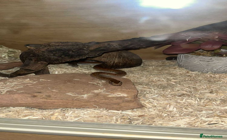 Snake reptiles - Advert 8