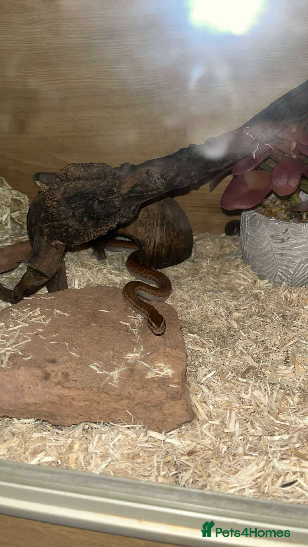 Snake reptiles for sale: African house snake juvenile  - Image 1
