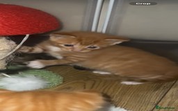 American Shorthair cats for sale: 6 kittens & 1 year old Mama for sale in Kent - Image 7