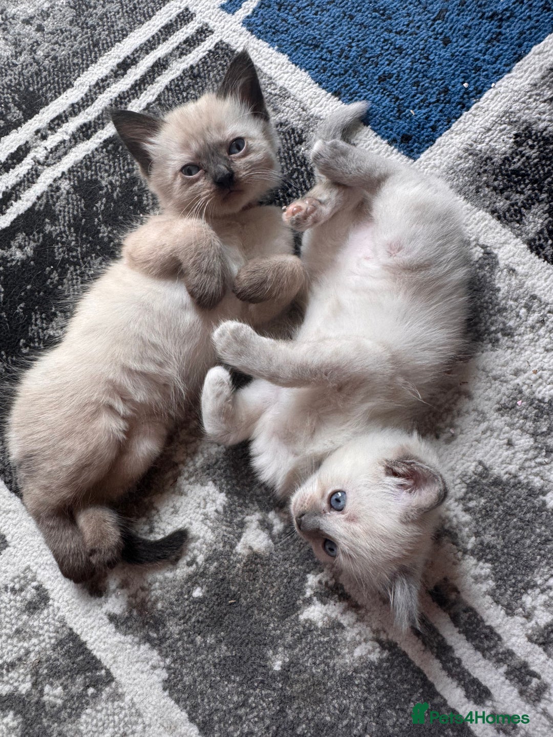 Ragdoll cats for sale: 3 stunning ragdoll x kittens - Image 2
