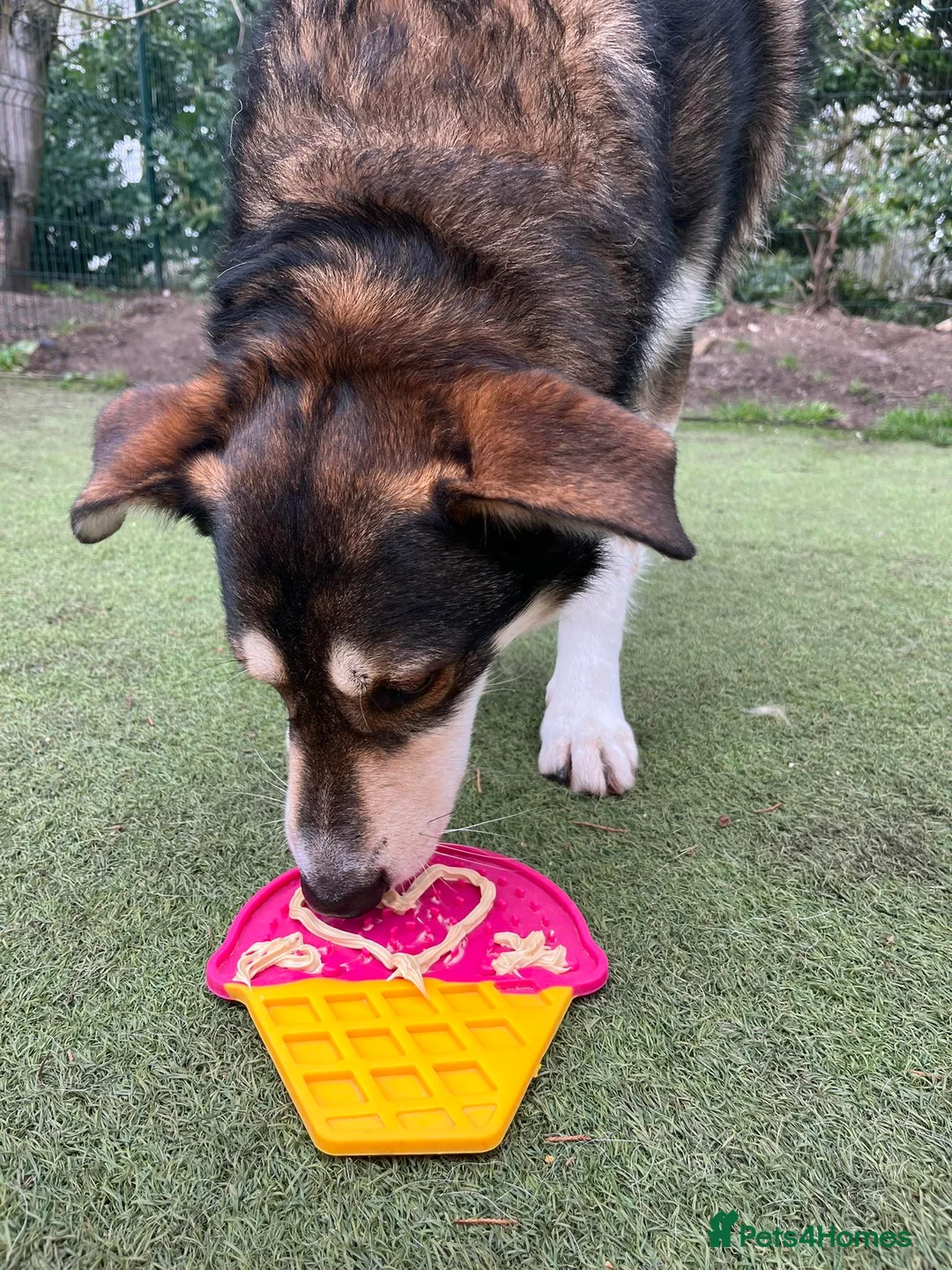 Mixed Breed dogs for adoption: Ralphie - Advert 2