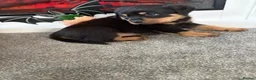 Rottweiler dogs for sale: 🐶🐾 Rottweiler puppies 🐾🐶 - Advert 7