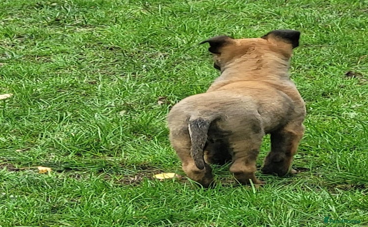 Belgian Shepherd Dog dogs - Advert 1