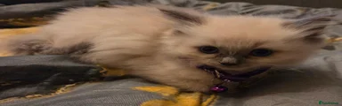 Ragdoll 4
