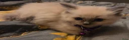 Ragdoll cats for sale: Ragdoll kittens for sale - Advert 6