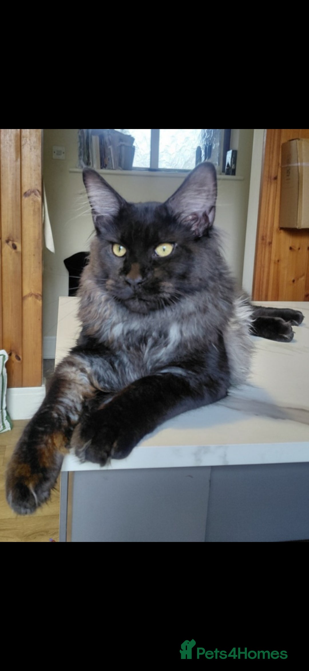 Maine Coon cats Black smoke boy looking for forever home - Advert 3