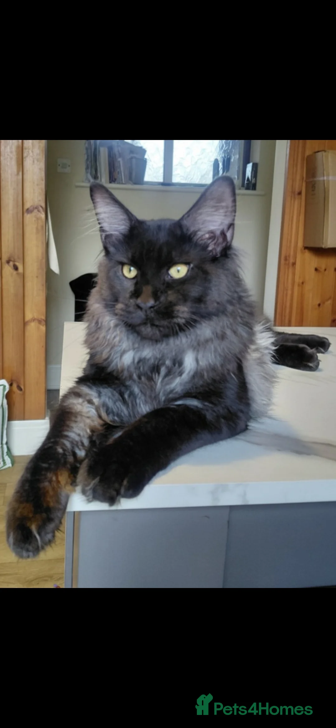 Maine Coon cats for sale: Black smoke boy looking for forever home - Advert 1