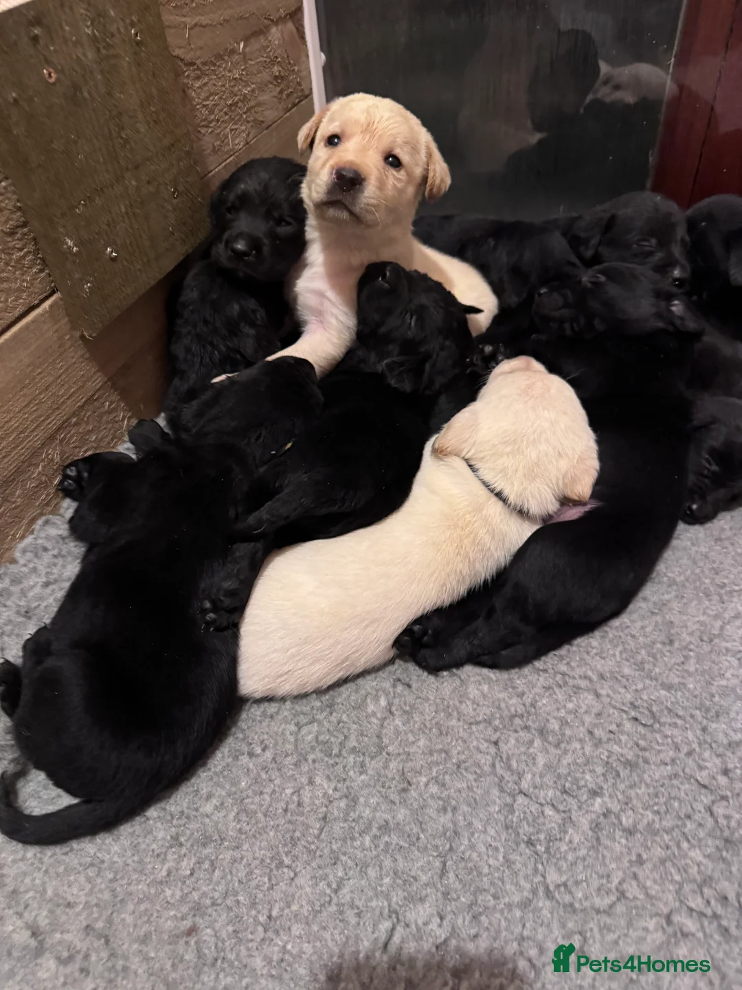 Labrador Retriever dogs for sale: KC Reg Labrador Pups - Advert 3
