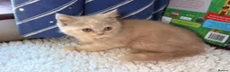 British Shorthair cats for sale: Fawn Tortie & Cinnamon Tortie sisters - Advert 5