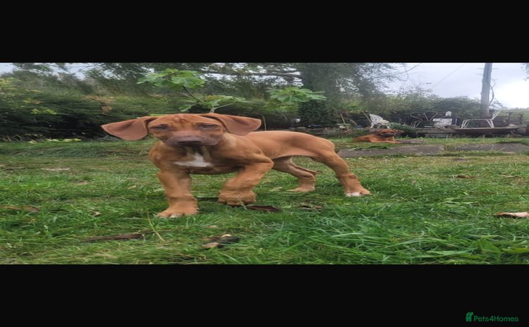 Rhodesian Ridgeback dogs - Advert 1