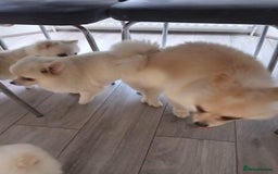Pomeranian dogs for sale: Male Pomeranian  - Image 12