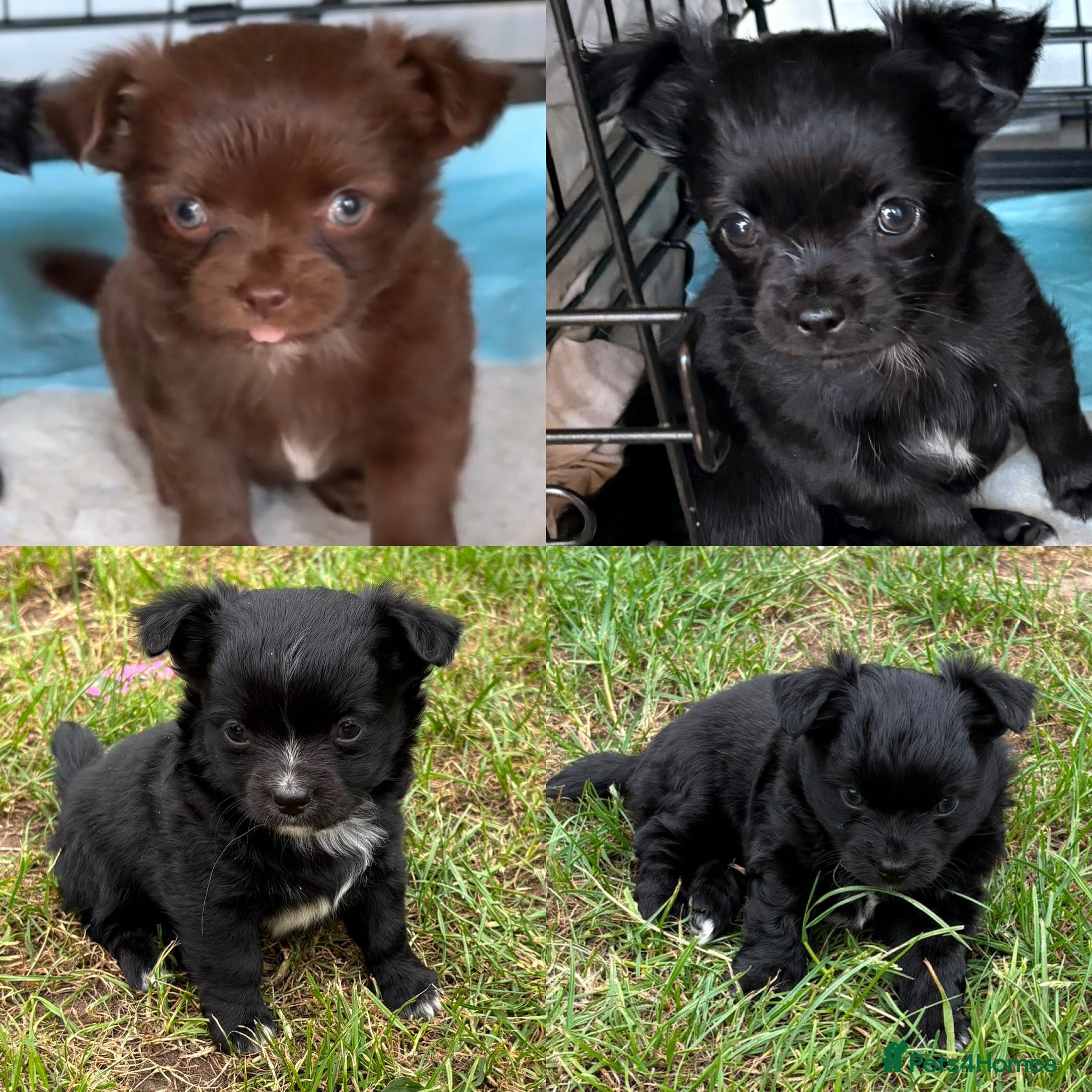 Chihuahua dogs Long haired Chihuahua Puppies  - Advert 16