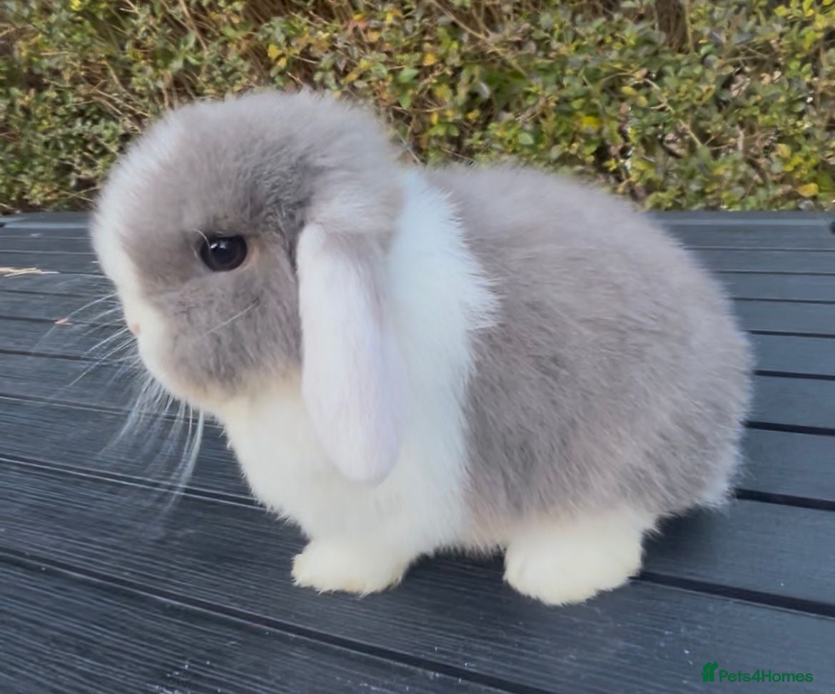Mini Lop rabbits PEDIGREE MINI LOP BABIES READY TO LEAVE NOW  - Advert 6