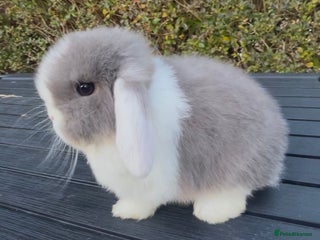 Mini Lop rabbits PEDIGREE MINI LOP BABIES READY TO LEAVE NOW - Advert 6
