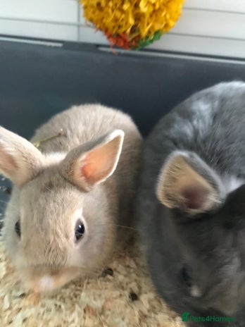 Netherland Dwarf rabbits 1 male (neutered) 1 female Netherland dwarf rabbit - Advert 3
