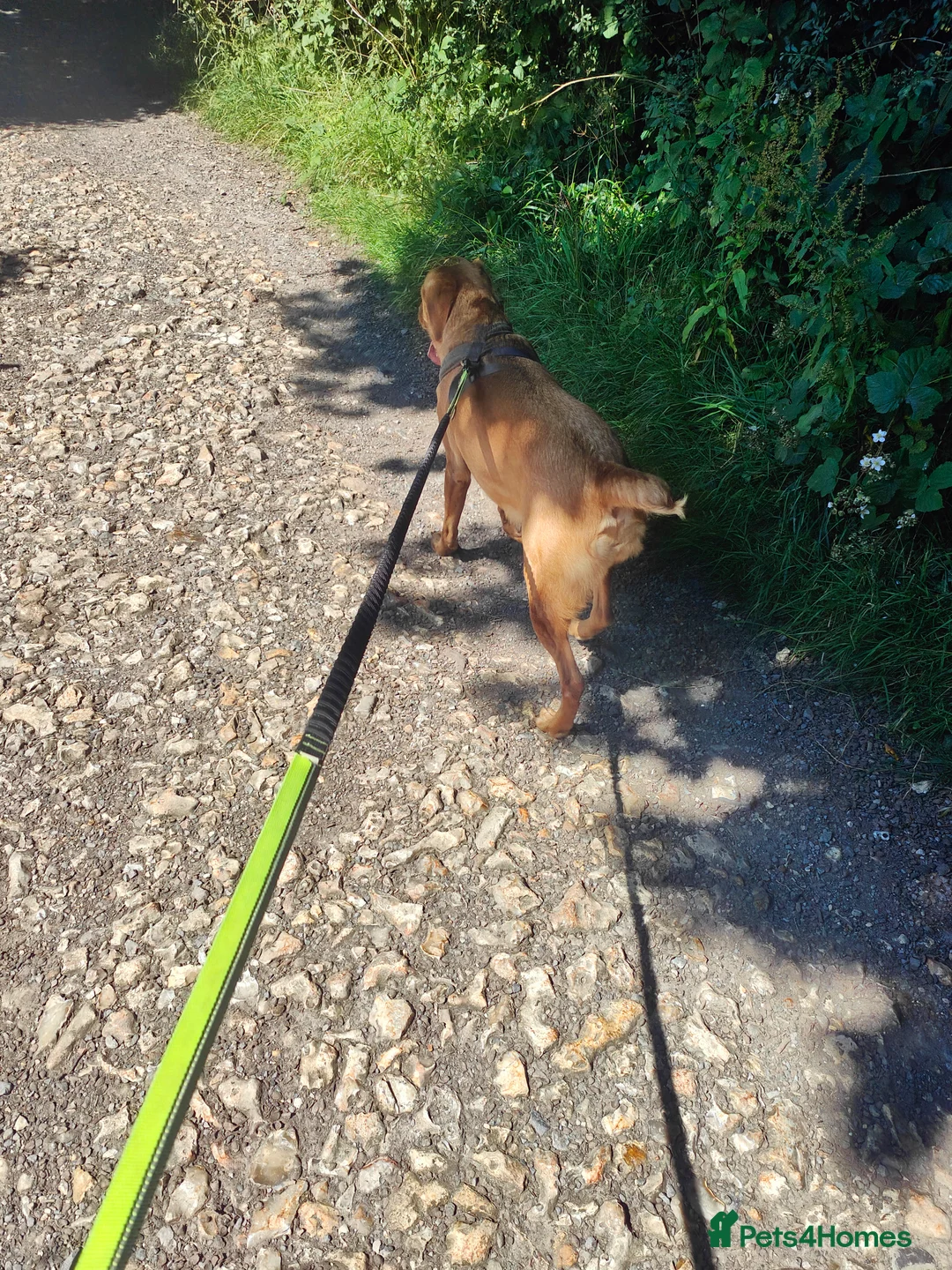 Labrador Retriever dogs for sale: Female fox red labrador for sale - Advert 13