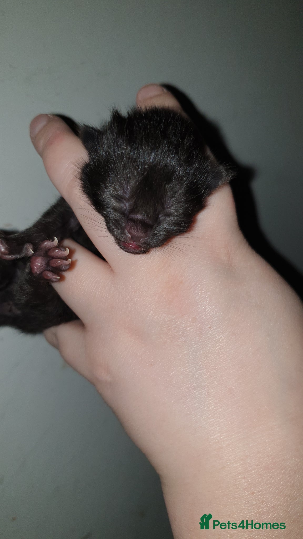 Mixed Breed cats for sale: 4 female kittens  - Advert 15