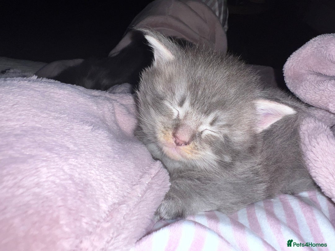 Maine Coon cats for sale: GCCF registered Maine coon kittens - Advert 10