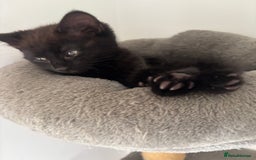 Mixed Breed cats for sale: Beautiful Kittens For Sale - Image 3