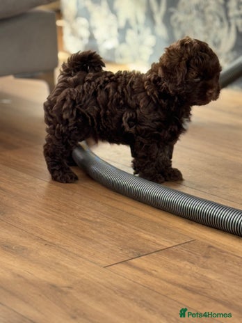 Shihpoo dogs - Advert 2