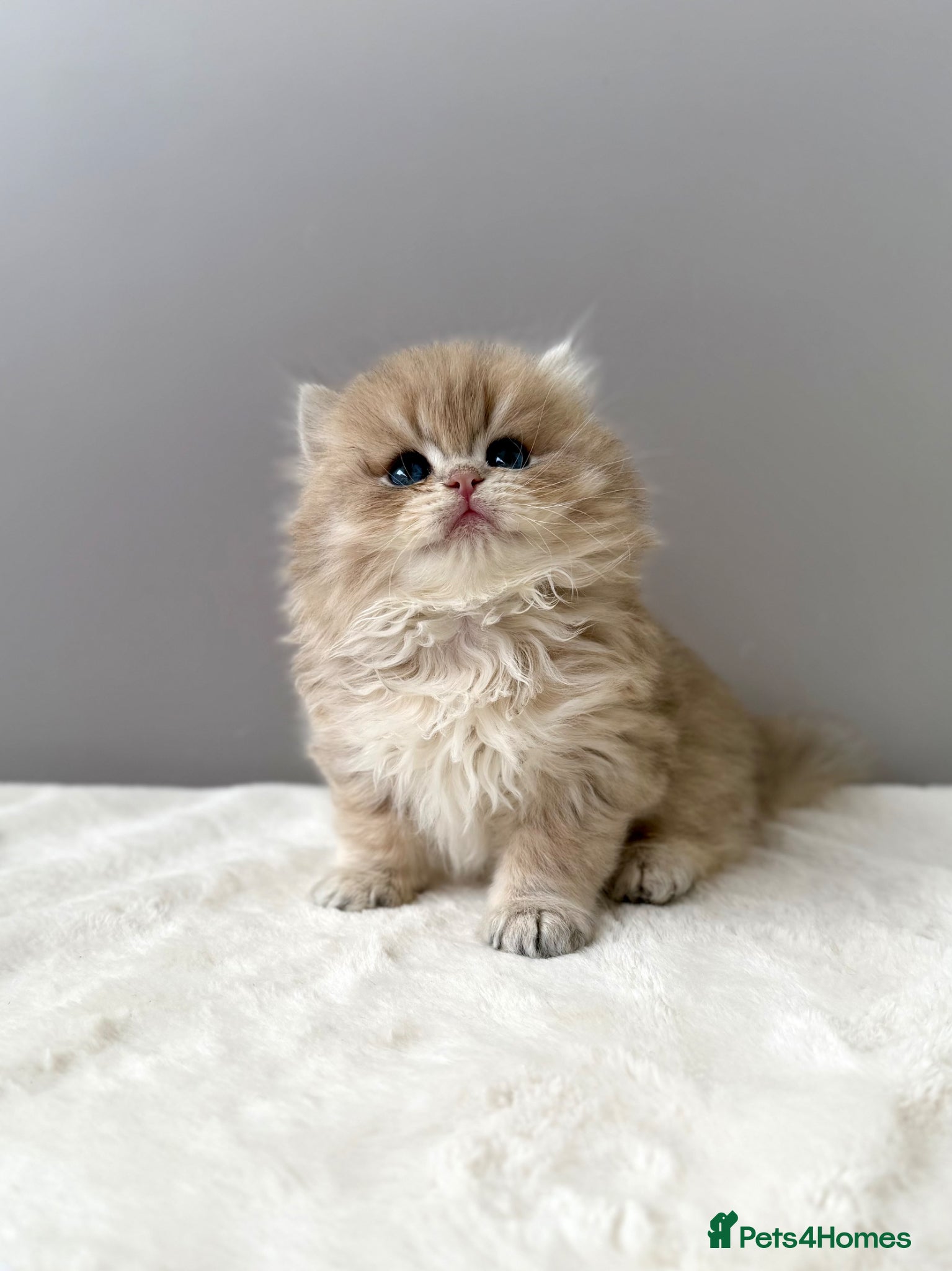 British Longhair cats Champion lines Golden British Longhairs - Advert 1