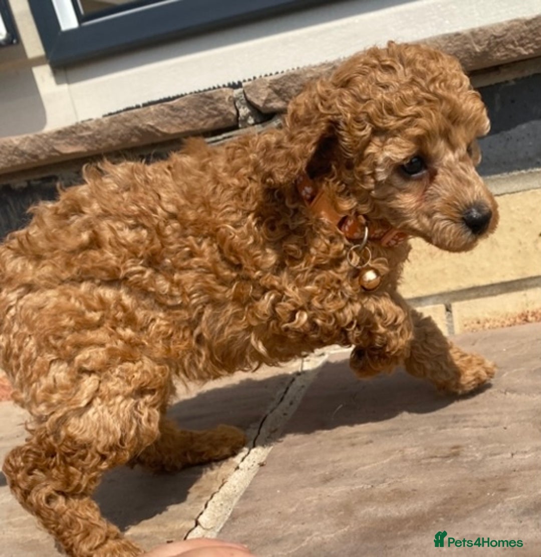 Toy Poodle dogs for sale: 🐶❤️ KC Registered Red Toy Poodle Puppies ❤️🐶 - Image 10