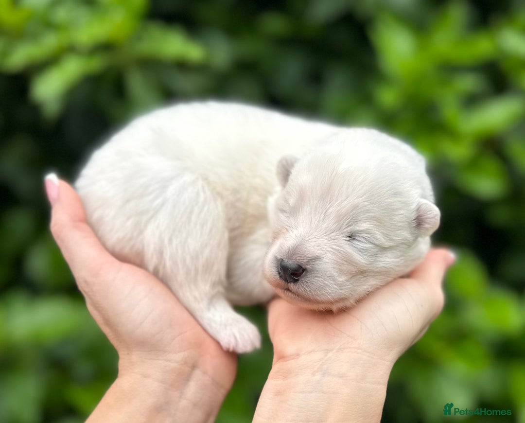 Samoyed dogs for sale: Stunning KC Registered Samoyed Puppies  - Image 2