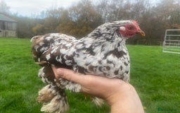 Ducks poultry for sale: Pekin Ducks, Pekin/Runner Ducks and Pekin Bantams - Advert 14