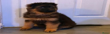 German Shepherd Puppy 6