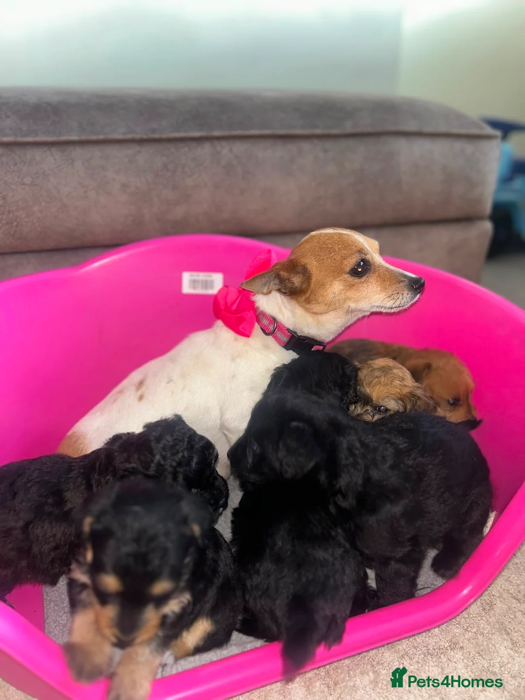 Jackapoo dogs for sale: F1 jackapoo puppies in Chertsey - Advert 2