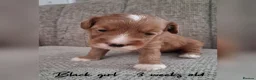 Australian Labradoodle dogs for sale: DNA health tested mini Australian labradoodles  - Advert 3