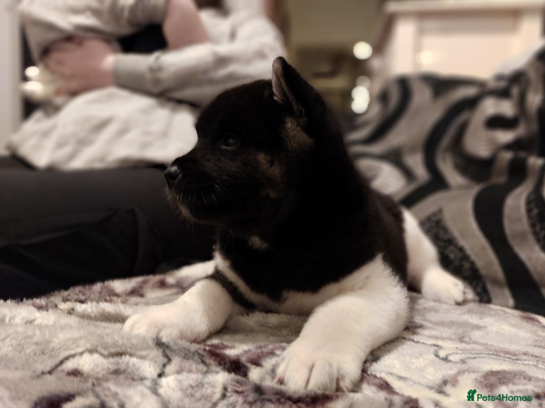Akita dogs for sale: Kc registered beautiful akita pups  - Advert 15