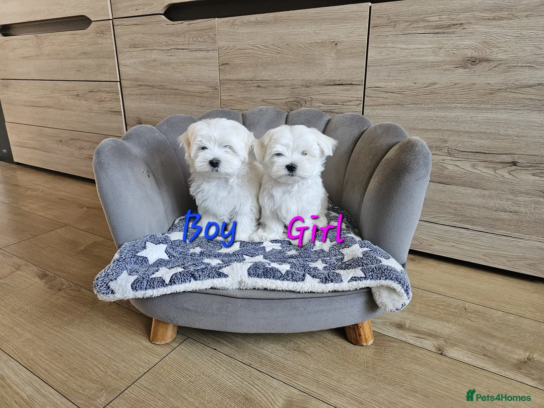 Maltese dogs for sale: Korean Maltese Puppies Available  - Advert 1
