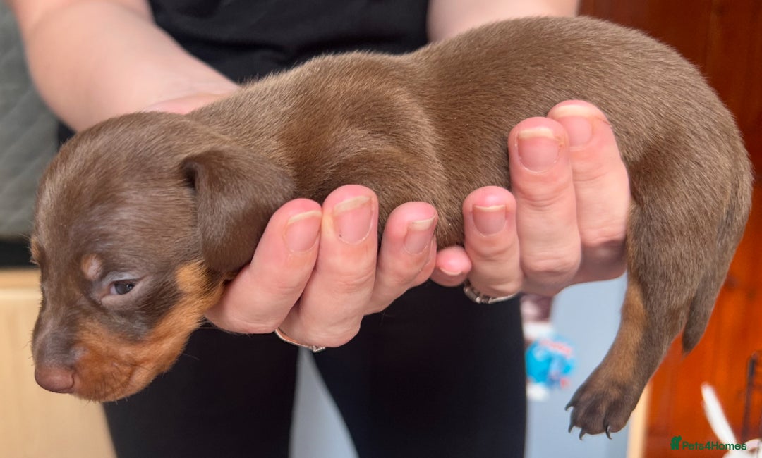 Dachshund dogs for sale: 7 Dachshund Puppies light & dark dapple and brown - Image 14